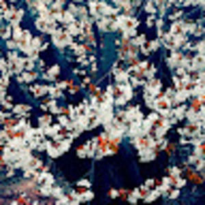 Meet your Posher, Dominique